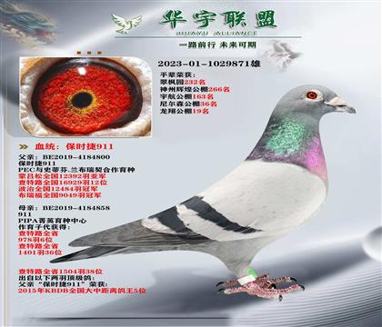 超级大铭鸽 保时捷911