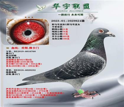 比利时印钞机 乔斯佛卡门 野马回血