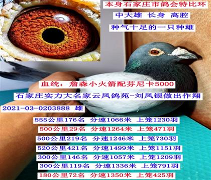 �Ʒ��Է888��ղɭС�����