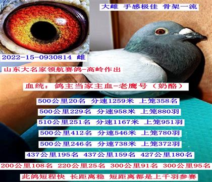 �캽����-���루�����ִƣ�