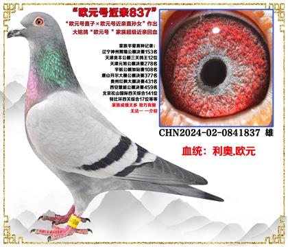 ���¡�ŷԪ��ֱ�ӡ�ŷԪ�Ž���ֱ��Ů����������