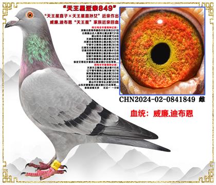 ����.�ϲ�����������ֱ�ӡ�������ֱ��Ů����������