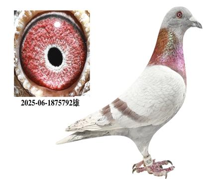 �ش����˵�����˹