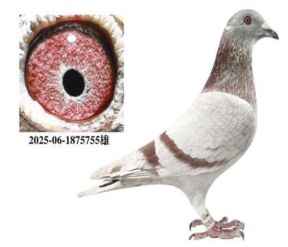 ղɭԭ�������