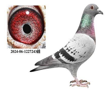 ��������243