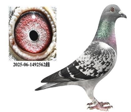 ��������562