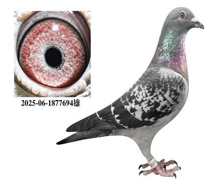 ��������694