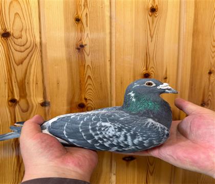 ��˹���˹ԭ�᣺�ٶȺ�ֱ��X����Ů��ֱŮ