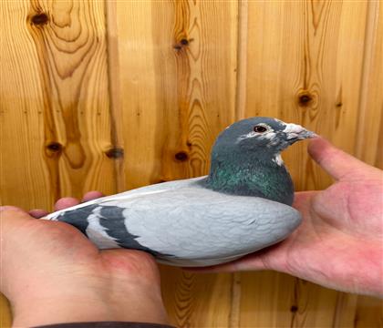 ɳ��ʿԭ�᣺����10ȫ�ֵ�