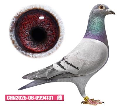 �Ǳ�-����ʺ�131