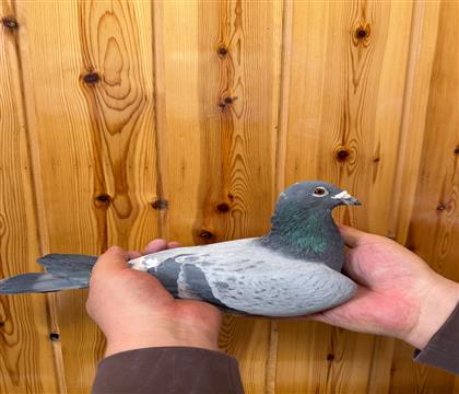 ·��˹ԭ�᣺������ȫƽ��585