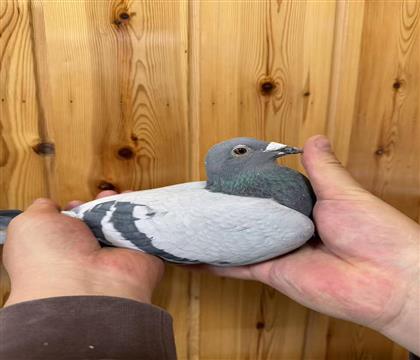 ��ŵ.��������������5��