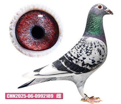 ��ѻ��ض�-��������189