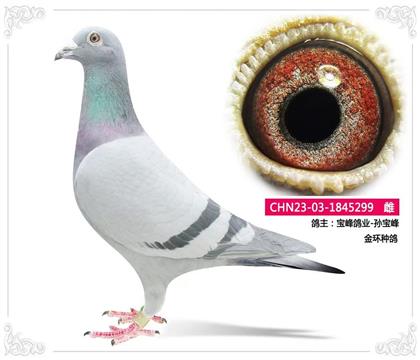宝峰鸽业-孙宝峰 金环种鸽 299 雌