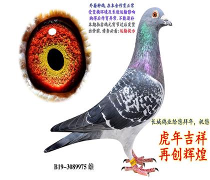 ���Ǹ�ҵ����ԭ���ָ룺³������ֱ��.3089975