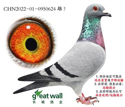 ����:����С�ӽ�Ѫ.0950624