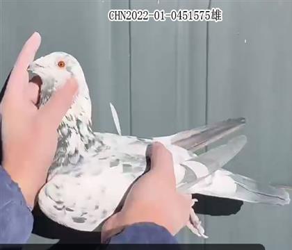 ����:������ֱ����