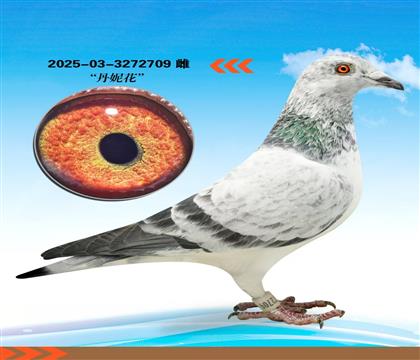 �ӱ����ݹ�����骵��ݻ�