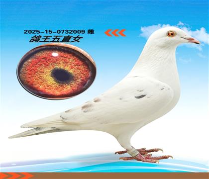 �����Ĺظ�����λֱŮ