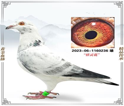 �������������Է�¹�����Ѫ236