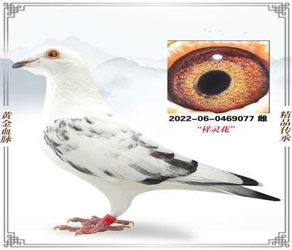 �������������Է����Ż�Ѫ077