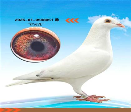 �����������黨��Ѫ051