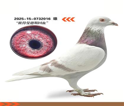 �����ش����˵�����˹��Ѫ016