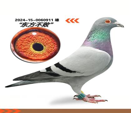 �������ܣ�Ӯ�������911