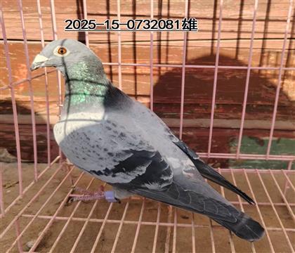 ɽ�������������룬�շ�վ�˷Ѹ루ȱ����