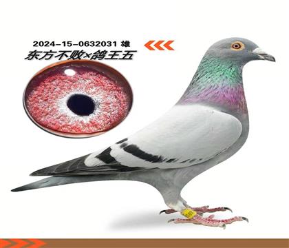 ��������ֱ�ӣ�ƽ�������Ĺظ���65λ��20λ��