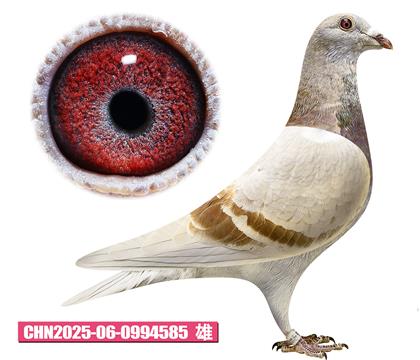 ���ǲ���-�º��585