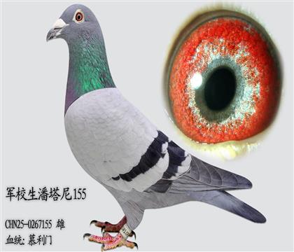 Ľ����155 ��12�����䣩�������о������