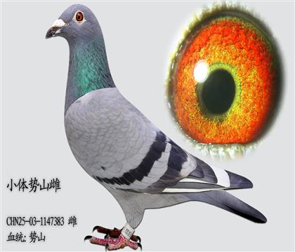 ��ɽ��12�����䣩���Կ���