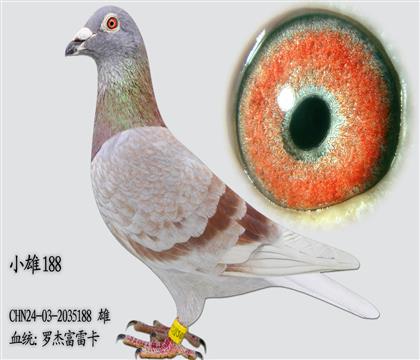 �޽ܸ��׿�188