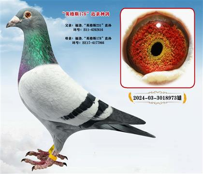 Ӣ��˹231ֱ��XӢ��˹178ֱ��