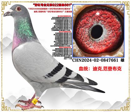 ���ǲ��ˡ��ұȶ�ȫ�ֵ�ֱ�ӡ��ú��ȫ�ֵ�992ֱ��Ů��