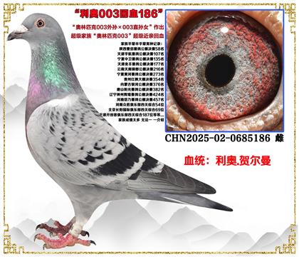 ������003���������003ֱ��Ů��������Ѫ