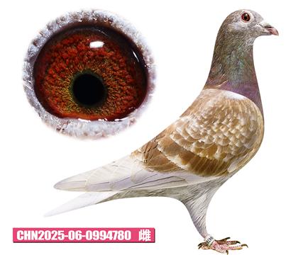 范登布克-好红小姐780