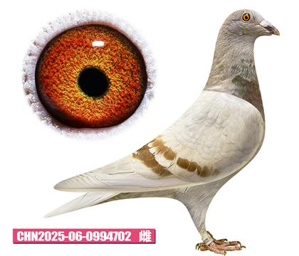 兰布瑞契-莎拉公主702