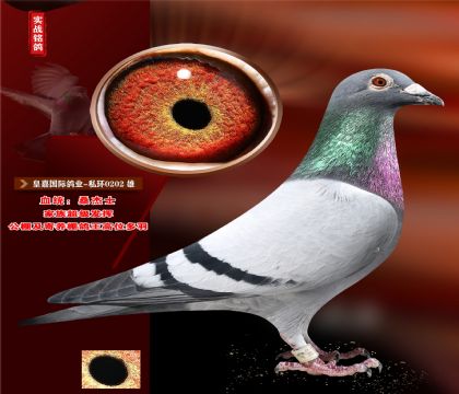 �ʼι��ʸ�ҵ-˽��0202.ɣ��ʿ