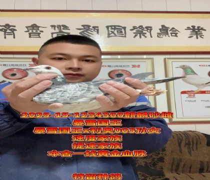 暴雪国王直子x利奥003直孙女!高级金母