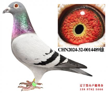 29.总教头首关冠军X奶酪146