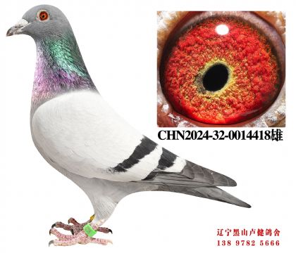 26.奶酪四关鸽王冠军孙代