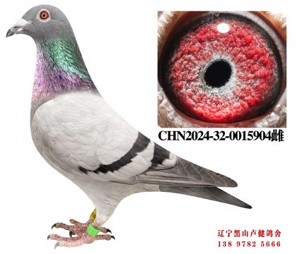 25.奶酪鸽王十直子X奶酪鸽王九名