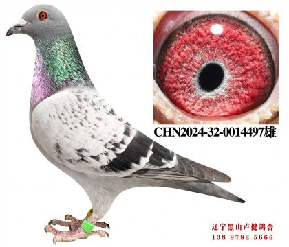 24.总教头鸽王四名X总教头鸽王冠军直女