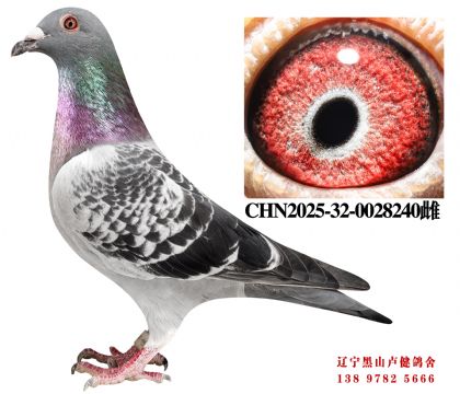 23.总教头四关冠军孙代