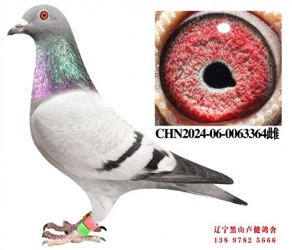 21.总教头十二万号直子X奶酪黄金对直女