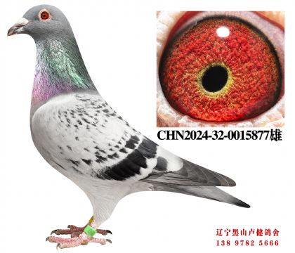 19.宇航300亚军X畅翔五名