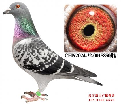 18.奶酪698冠军子代