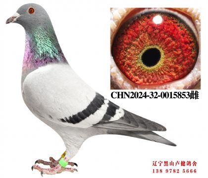 17.总教头十二万号直子X奶酪黄金对